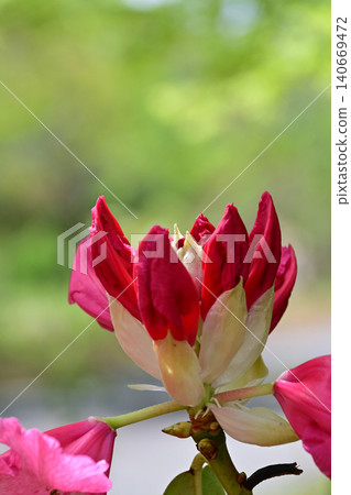 A close-up of a Western rhododendron bud beginning to open, standing out against the fresh green leaves. Vertical composition. Copy space available. Uchigo, Iwaki City, Fukushima Prefecture. A close-up of a Western rhododendron bud beginning to open, standing out against the fresh green leaves. Vertical composition. Copy space available. Uchigo, Iwaki City, Fukushima Prefecture. 140669472