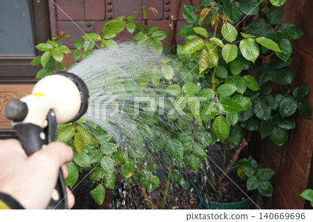 Rose Leaf Water 05 Rose Leaf Water 05 140669696