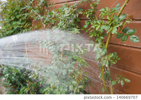 Watering rose leaves 15 Watering rose leaves 15 140669707