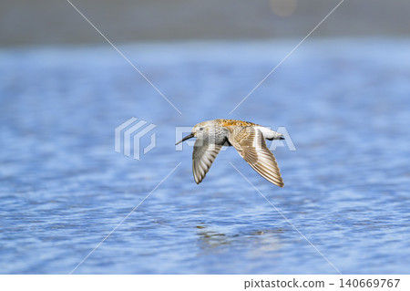 Flying Sanderling in summer plumage Flying Sanderling in summer plumage 140669767