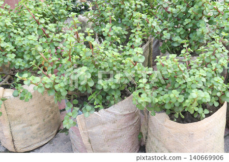 Jade Plant Bonsai on nursery for sell Jade Plant Bonsai on nursery for sell 140669906