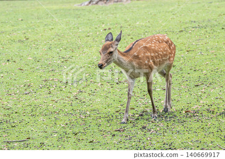 Deer (female) in Nara Park 140669917