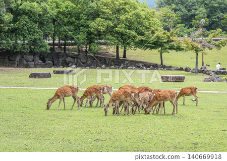 A herd of female deer grazing in Nara Park. 140669918