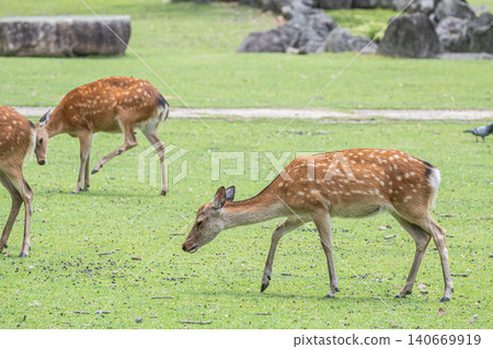 Deer (female) in Nara Park 140669919