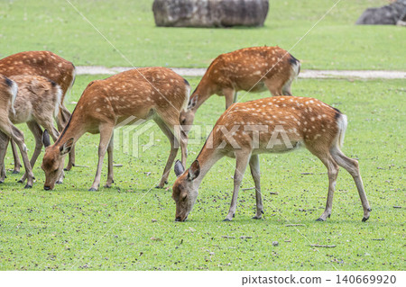 A herd of female deer grazing in Nara Park. 140669920