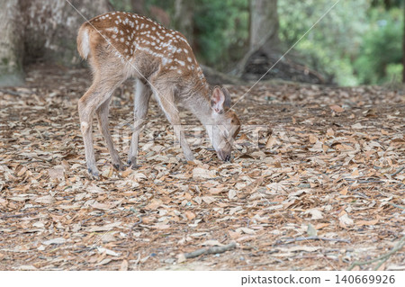 小鹿奈良公園 小鹿奈良公園 140669926