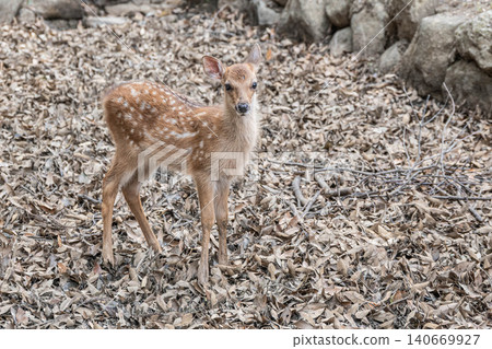 Fawn Nara Park Fawn Nara Park 140669927