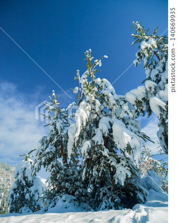 Trees, forest and snow with winter frost in environment or Canada vacation for ski trip, cold weather or Christmas. Woods, branch and explore adventure or freezing holiday for travel, blue sky or ice Trees, forest and snow with winter frost in environment or Canada vacation for ski trip, cold weather or Christmas. Woods, branch and explore adventure or freezing holiday for travel, blue sky or ice 140669935