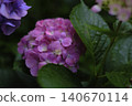 Hydrangea wet in the rain 140670114