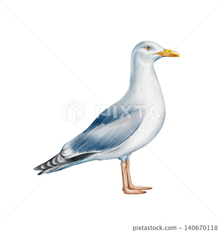 Seagull Watercolor Illustration Seagull Watercolor Illustration 140670118