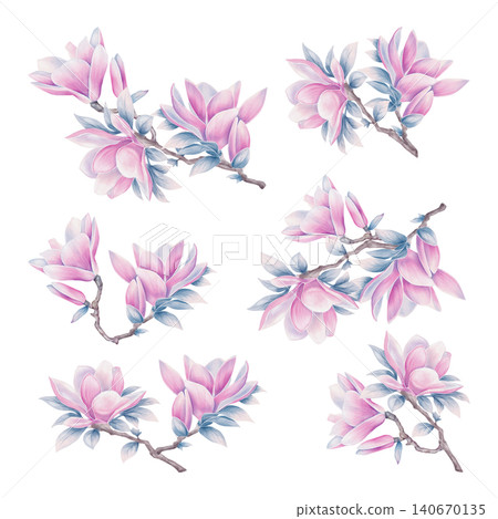 Magnolia Flower Branch Set Watercolor Illustration Magnolia Flower Branch Set Watercolor Illustration 140670135