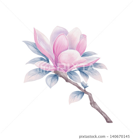 Magnolia Flower Branch Watercolor Illustration Magnolia Flower Branch Watercolor Illustration 140670145