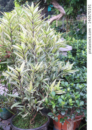 Justicia gendarussa, Gandarusa, Willow leaved justicia medicinal plant Justicia gendarussa, Gandarusa, Willow leaved justicia medicinal plant 140670191
