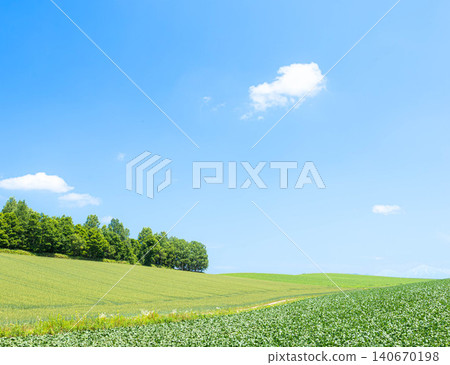 A refreshing blue sky and a landscape of crops growing vigorously in the fields of Biei, Hokkaido. A refreshing blue sky and a landscape of crops growing vigorously in the fields of Biei, Hokkaido. 140670198