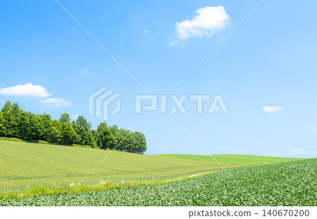 A refreshing blue sky and a landscape of crops growing vigorously in the fields of Biei, Hokkaido. A refreshing blue sky and a landscape of crops growing vigorously in the fields of Biei, Hokkaido. 140670200