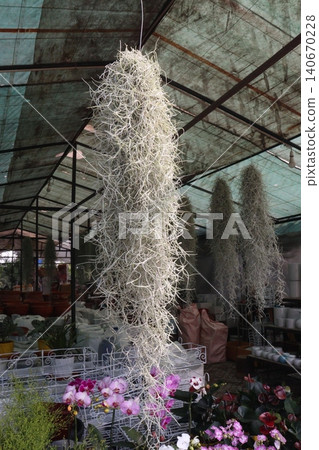 Spanish moss tree plant on hanging pot Spanish moss tree plant on hanging pot 140670228