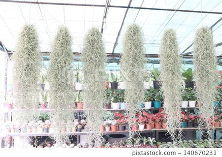 Spanish moss tree plant on hanging pot Spanish moss tree plant on hanging pot 140670231