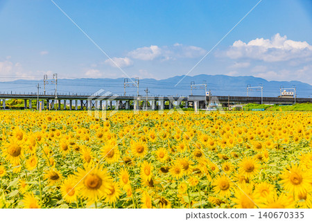 Ogaki Sunflower Fields, Gifu Prefecture Ogaki Sunflower Fields, Gifu Prefecture 140670335