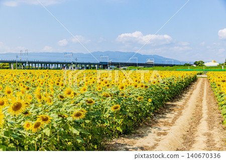 Ogaki Sunflower Fields, Gifu Prefecture Ogaki Sunflower Fields, Gifu Prefecture 140670336