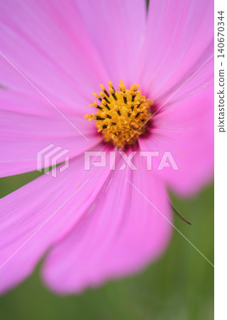 Pink petals of cosmos flowers Pink petals of cosmos flowers 140670344