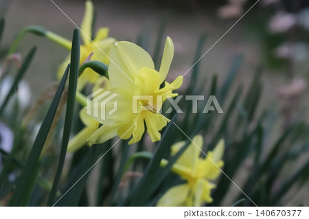 Beautiful yellow split-corona daffodils blooming in the spring garden. Beautiful yellow split-corona daffodils blooming in the spring garden. 140670377