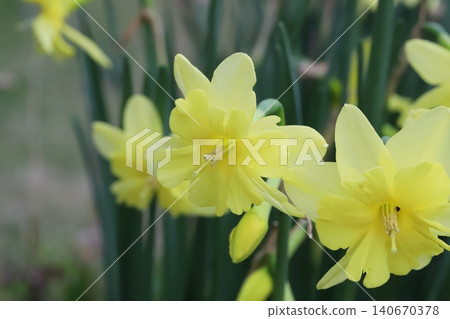 Beautiful yellow split-corona daffodils blooming in the spring garden. 140670378