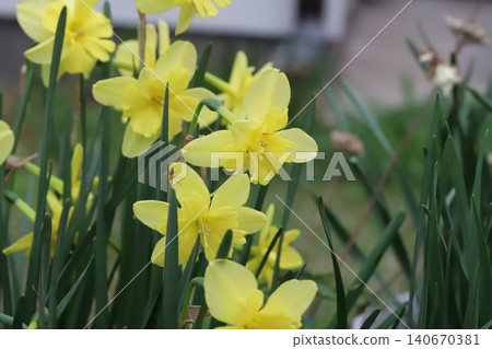 Beautiful yellow split-corona daffodils blooming in the spring garden. 140670381