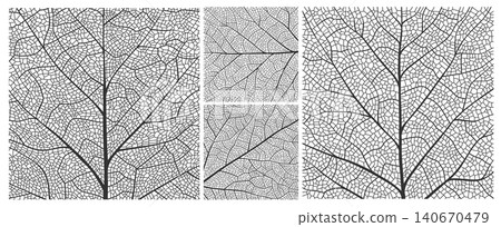 Leaf vein texture with closeup plant cells pattern of birch, maple and oak tree leaf skeleton structure. Leaf veins background with macro details of foliage natural organic lines of leaves texture 140670479