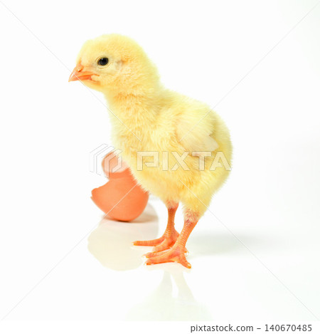 Newborn, chick and egg in studio with isolated on white background, cute and small animal in yellow. Baby, chicken and nurture for farming in agriculture, nature and livestock for sustainability Newborn, chick and egg in studio with isolated on white background, cute and small animal in yellow. Baby, chicken and nurture for farming in agriculture, nature and livestock for sustainability 140670485