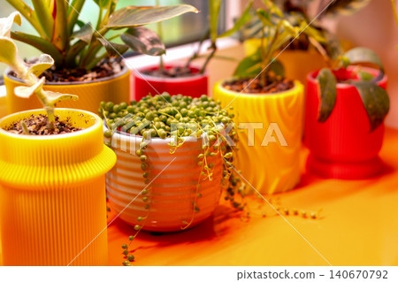 String Of Pearls Succulent In Decorative Pot String Of Pearls Succulent In Decorative Pot 140670792