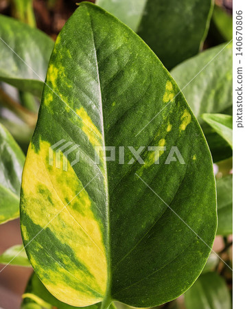 Variegated Pothos Leaf Close Up Macro View Variegated Pothos Leaf Close Up Macro View 140670806