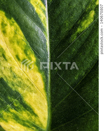 Extreme Macro Of Variegated Tropical Plant Leaf Extreme Macro Of Variegated Tropical Plant Leaf 140670807