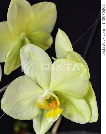White Orchid Flower Macro On Dark Background 140670808