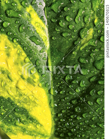 Extreme Macro Of Wet Variegated Plant Leaf 140670815