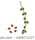 Green rhubarb fruits and its dry seeds on a white background. 140671127