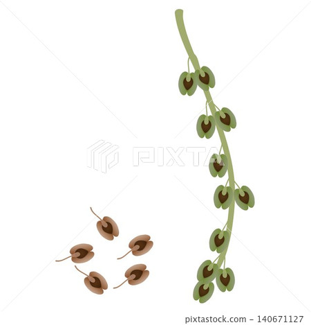Green rhubarb fruits and its dry seeds on a white background. Green rhubarb fruits and its dry seeds on a white background. 140671127
