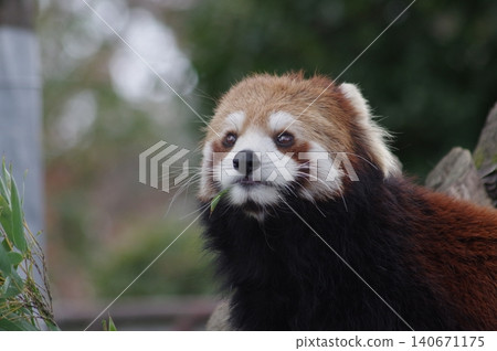 cute red panda cute red panda 140671175