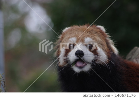 cute red panda cute red panda 140671176