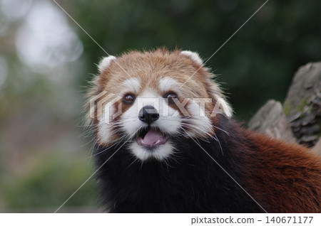 cute red panda 140671177