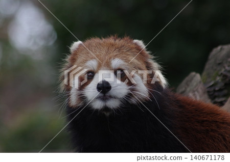 cute red panda cute red panda 140671178