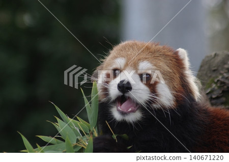 Lesser panda eating mulberry leaf Lesser panda eating mulberry leaf 140671220