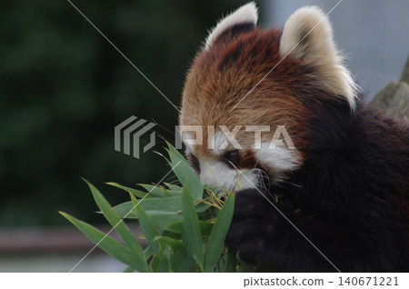 Lesser panda eating mulberry leaf 140671221