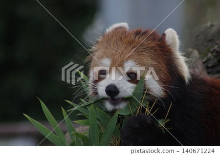 Lesser panda eating mulberry leaf Lesser panda eating mulberry leaf 140671224