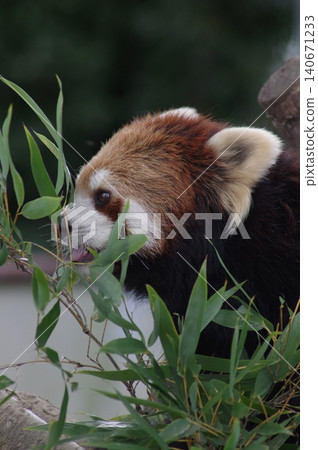 Lesser panda eating mulberry leaf Lesser panda eating mulberry leaf 140671233