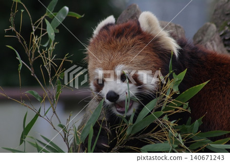 Lesser panda eating mulberry leaf Lesser panda eating mulberry leaf 140671243