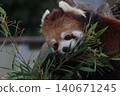 Lesser panda eating mulberry leaf 140671245