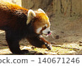 cute red panda 140671246