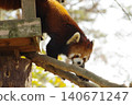 Red panda relaxing on a tree 140671247