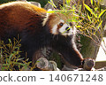 Red panda relaxing on a tree 140671248