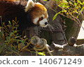 Red panda relaxing on a tree 140671249